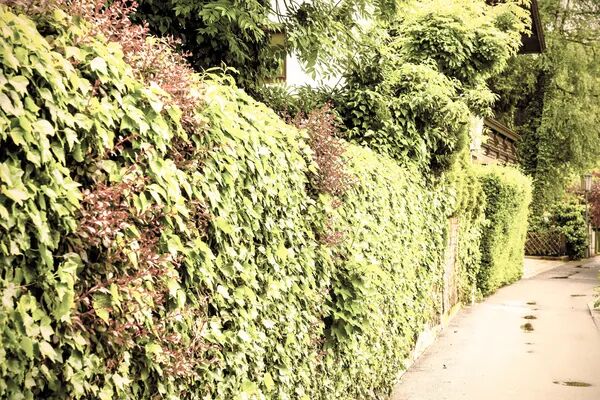 Repousser un élagage coûte plus cher